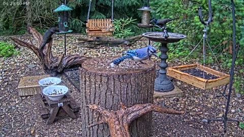 LIVE 24/7 Indiana Birds, Squirrels and Wildlife Feeder Cam
