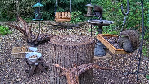 LIVE 24/7 Indiana Birds, Squirrels and Wildlife Feeder Cam