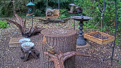 LIVE 24/7 Indiana Birds, Squirrels and Wildlife Feeder Cam