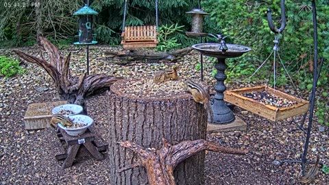 LIVE 24/7 Indiana Birds, Squirrels and Wildlife Feeder Cam