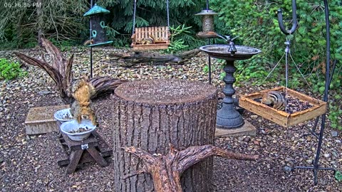 LIVE 24/7 Indiana Birds, Squirrels and Wildlife Feeder Cam