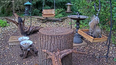 LIVE 24/7 Indiana Birds, Squirrels and Wildlife Feeder Cam
