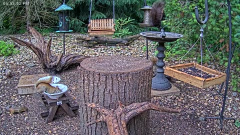 LIVE 24/7 Indiana Birds, Squirrels and Wildlife Feeder Cam