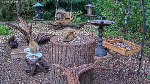 LIVE 24/7 Indiana Birds, Squirrels and Wildlife Feeder Cam