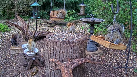 LIVE 24/7 Indiana Birds, Squirrels and Wildlife Feeder Cam
