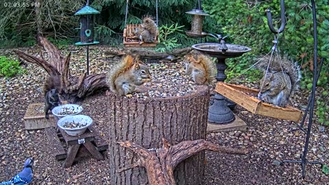 LIVE 24/7 Indiana Birds, Squirrels and Wildlife Feeder Cam