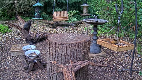 LIVE 24/7 Indiana Birds, Squirrels and Wildlife Feeder Cam