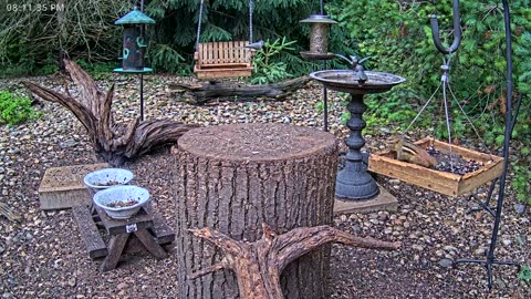 LIVE 24/7 Indiana Birds, Squirrels and Wildlife Feeder Cam