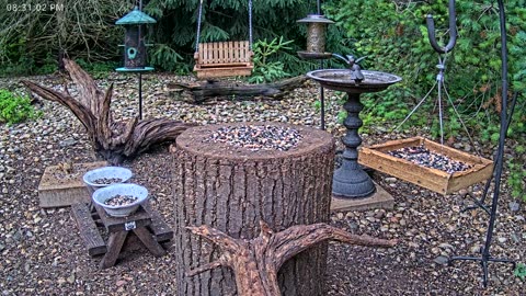 LIVE 24/7 Indiana Birds, Squirrels and Wildlife Feeder Cam