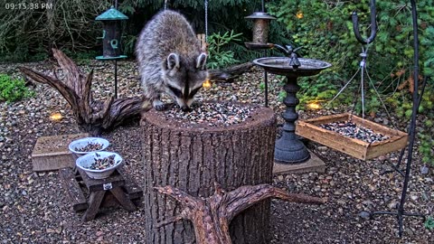 LIVE 24/7 Indiana Birds, Squirrels and Wildlife Feeder Cam