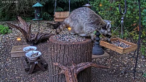 LIVE 24/7 Indiana Birds, Squirrels and Wildlife Feeder Cam