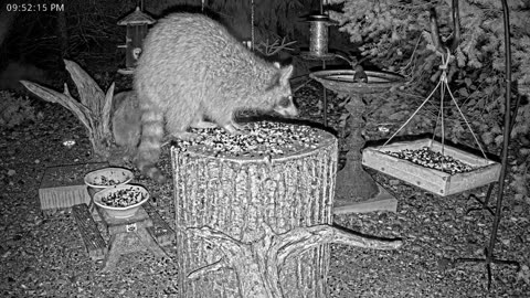 LIVE 24/7 Indiana Birds, Squirrels and Wildlife Feeder Cam