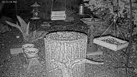 LIVE 24/7 Indiana Birds, Squirrels and Wildlife Feeder Cam
