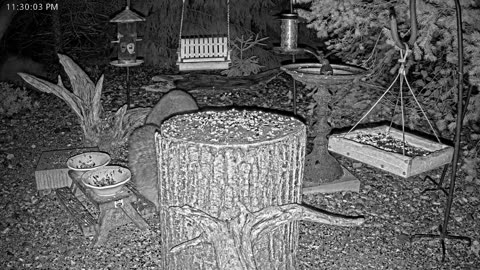 LIVE 24/7 Indiana Birds, Squirrels and Wildlife Feeder Cam