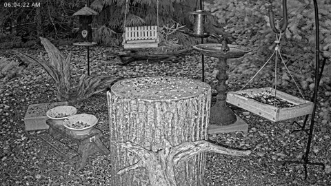 LIVE 24/7 Indiana Birds, Squirrels and Wildlife Feeder Cam