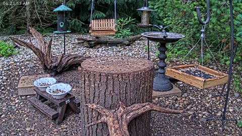 LIVE 24/7 Indiana Birds, Squirrels and Wildlife Feeder Cam