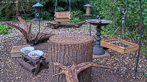 LIVE 24/7 Indiana Birds, Squirrels and Wildlife Feeder Cam