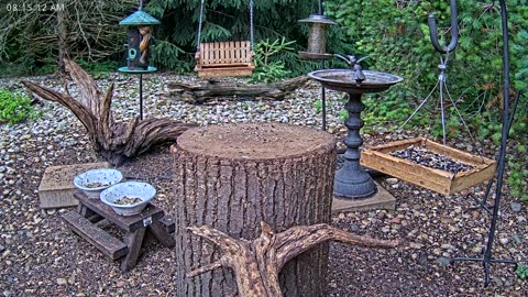 LIVE 24/7 Indiana Birds, Squirrels and Wildlife Feeder Cam