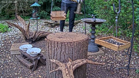 LIVE 24/7 Indiana Birds, Squirrels and Wildlife Feeder Cam