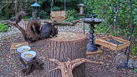 LIVE 24/7 Indiana Birds, Squirrels and Wildlife Feeder Cam