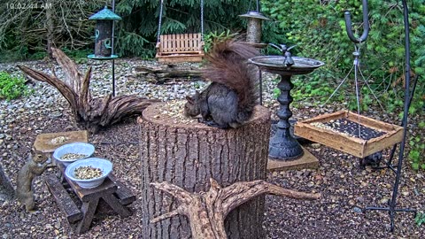 LIVE 24/7 Indiana Birds, Squirrels and Wildlife Feeder Cam