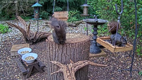 LIVE 24/7 Indiana Birds, Squirrels and Wildlife Feeder Cam