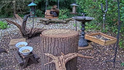 LIVE 24/7 Indiana Birds, Squirrels and Wildlife Feeder Cam