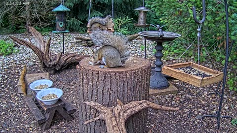 LIVE 24/7 Indiana Birds, Squirrels and Wildlife Feeder Cam