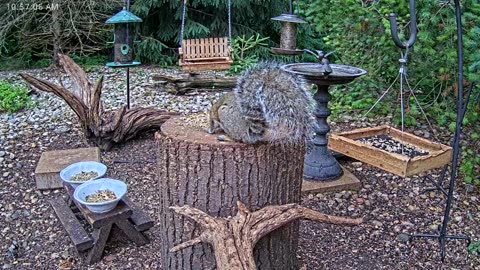 LIVE 24/7 Indiana Birds, Squirrels and Wildlife Feeder Cam