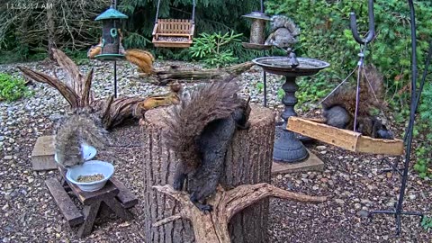 LIVE 24/7 Indiana Birds, Squirrels and Wildlife Feeder Cam