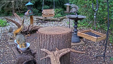 LIVE 24/7 Indiana Birds, Squirrels and Wildlife Feeder Cam