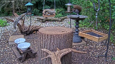 LIVE 24/7 Indiana Birds, Squirrels and Wildlife Feeder Cam
