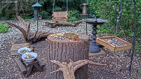 LIVE 24/7 Indiana Birds, Squirrels and Wildlife Feeder Cam