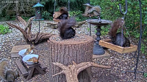 LIVE 24/7 Indiana Birds, Squirrels and Wildlife Feeder Cam