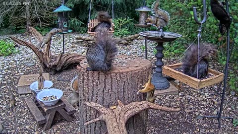 LIVE 24/7 Indiana Birds, Squirrels and Wildlife Feeder Cam