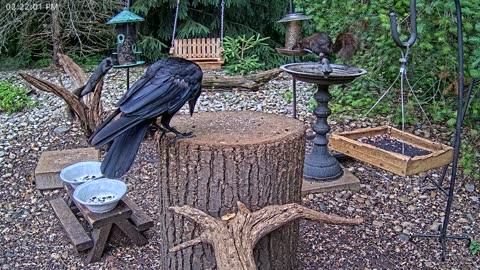 LIVE 24/7 Indiana Birds, Squirrels and Wildlife Feeder Cam