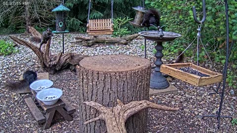 LIVE 24/7 Indiana Birds, Squirrels and Wildlife Feeder Cam