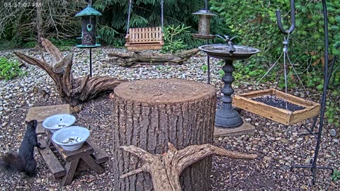LIVE 24/7 Indiana Birds, Squirrels and Wildlife Feeder Cam