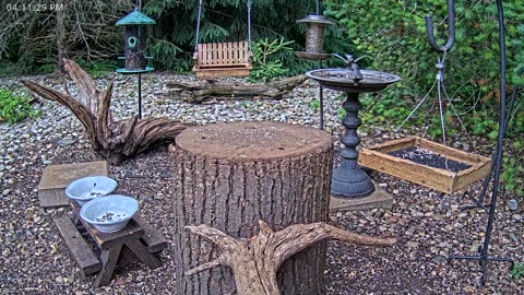 LIVE 24/7 Indiana Birds, Squirrels and Wildlife Feeder Cam