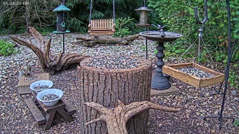LIVE 24/7 Indiana Birds, Squirrels and Wildlife Feeder Cam