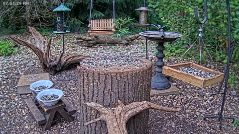 LIVE 24/7 Indiana Birds, Squirrels and Wildlife Feeder Cam