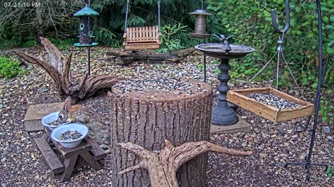 LIVE 24/7 Indiana Birds, Squirrels and Wildlife Feeder Cam