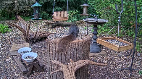 LIVE 24/7 Indiana Birds, Squirrels and Wildlife Feeder Cam