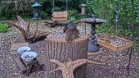 LIVE 24/7 Indiana Birds, Squirrels and Wildlife Feeder Cam