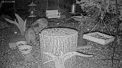 LIVE 24/7 Indiana Birds, Squirrels and Wildlife Feeder Cam
