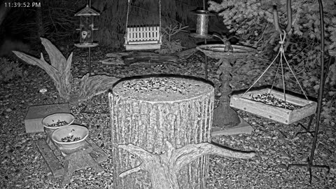 LIVE 24/7 Indiana Birds, Squirrels and Wildlife Feeder Cam