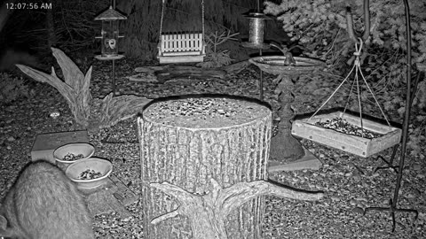 LIVE 24/7 Indiana Birds, Squirrels and Wildlife Feeder Cam