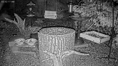 LIVE 24/7 Indiana Birds, Squirrels and Wildlife Feeder Cam