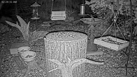 LIVE 24/7 Indiana Birds, Squirrels and Wildlife Feeder Cam