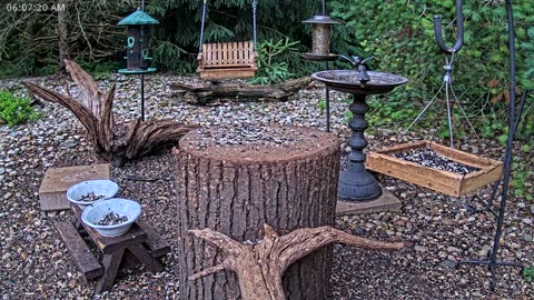 LIVE 24/7 Indiana Birds, Squirrels and Wildlife Feeder Cam